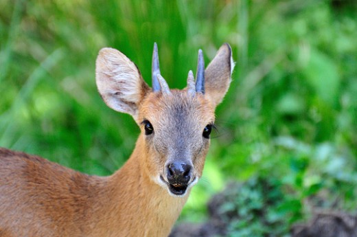 Chousingha (Four Horned Antelope)