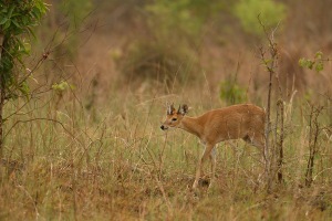 Four-horned Antelope, also known asw Chousingha are found  in dry deciduous forests and are solitary in nature.