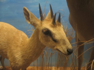 Fourhornedantelope