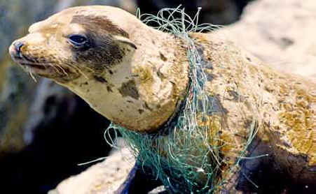 Oceans : Life v/s Plastic