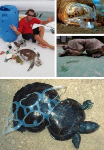 ocean-plastic-sea-turtles